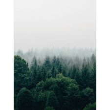 Misty forest two Poster A3