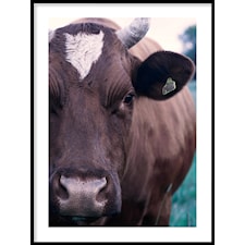 Ko Poster30x40cm