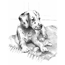 Royal & Langnickel Sketching Made Easy Dalmatin 24,1x33 cm