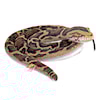 Snakesss Pehmeä Burman Python Wild Republic