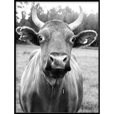 Svartvit Ko Poster30x40cm