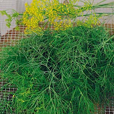 Dill, Vanlig, Como