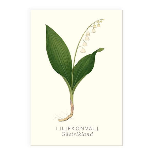 Kjøleskapsmagnet Liljekonvall Gullers