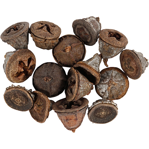 Eucalyptuskjegler, 25 g/ 1 pk.