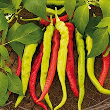 Chilipeppar, Lombardo