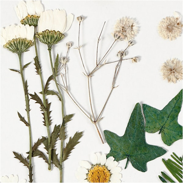 Tørkede blomster og blad, råhvit, 1 pk.