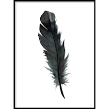 Black feather Poster50x70cm