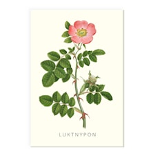 Kylskåpsmagnet Luktnypon Gullers