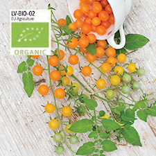 Tomat, Hög, Golden Currant, Organic