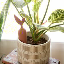 Terracotta Watering Stake, Kikkerland